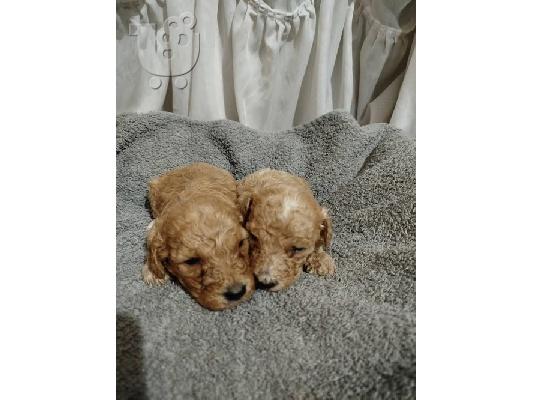 Maltipoo